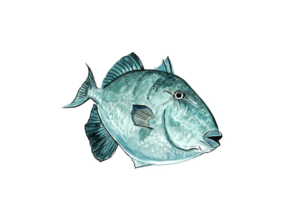 Grey Triggerfish High Quality Fish Art Decal Truck Car Boat Cup Cooler Tacklebox