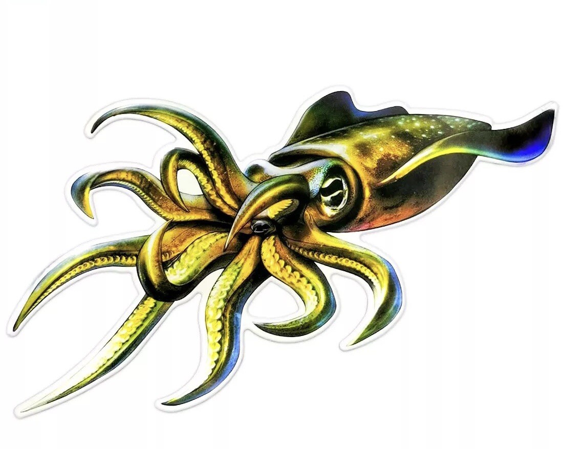 Reflective Squid Decal 20cm x 13cm Esky Boat Car Sticker Fishing